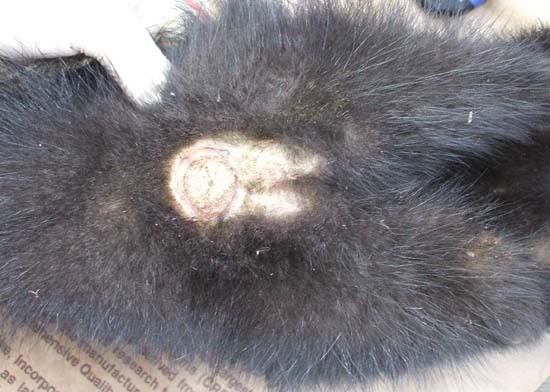 Extracting Skunk Essence (pics) | Trapping Archives